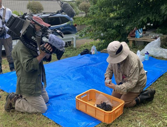 収穫したメイブの実を取り出す奥様